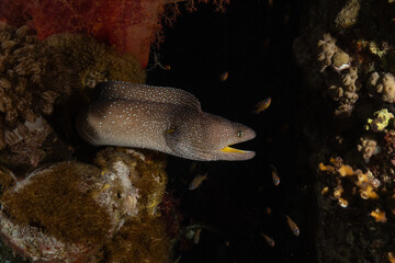 Moray eel Mooray lycodontis undulatus in the Red Sea, Eilat Israel
