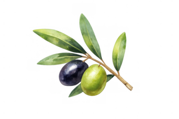 Olive branch with two olives, one black and one green, watercolor drawing. Healthy food ingredient, peace symbol. Transparent background
