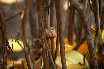 Brown nut between dry twigs
