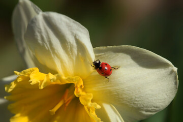 Red ladybug sitting on flower © olena