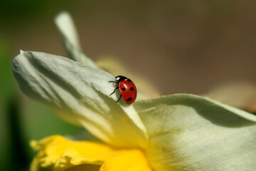 Red ladybug sitting on plant © olena