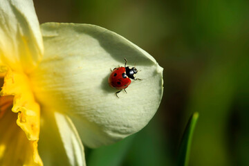 Red ladybug sitting on plant © olena