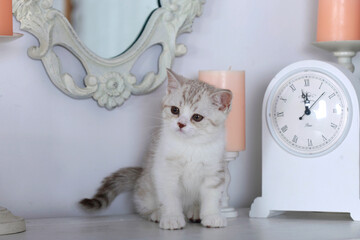 Portrait of cute domestic kitten © olena