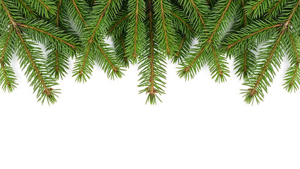 Naklejka premium fresh green spruce branches naturally framing the top of a clean white background perfect for festive winter holiday designs.