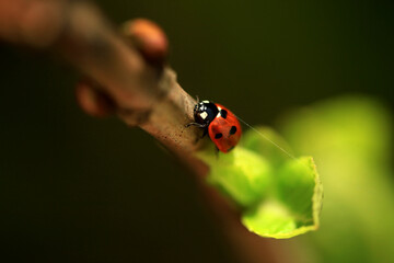 Red ladybug sitting on plant