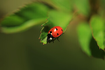 Fototapeta premium Red ladybug sitting on plant