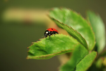 Obraz premium Red ladybug sitting on plant
