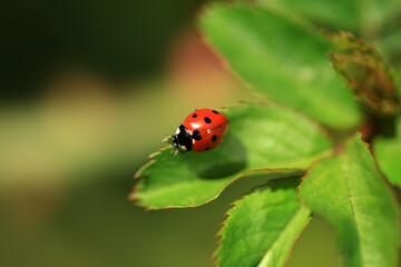 Fototapeta premium Red ladybug sitting on plant