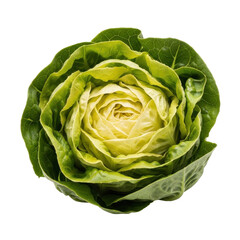 Fototapeta premium Fresh Butter Lettuce Head Black Background
