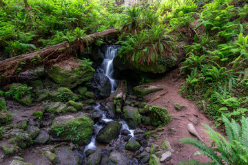 Trillium falls in Redwood National park