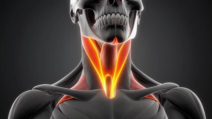 3D Animation of Human Neck Muscles and Skull Anatomy