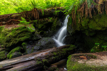 Trillium falls in Redwood National park