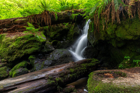Trillium falls in Redwood National park