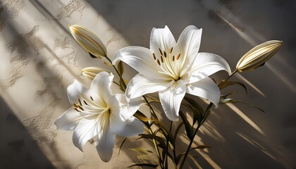 elegant white lilies with sun shadows on a textured wall lilies wall elegant white lily flower bloom
