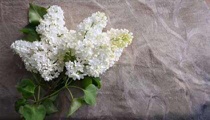 delicate white lilac flowers on textured background still life lilac white delicate flower floral
