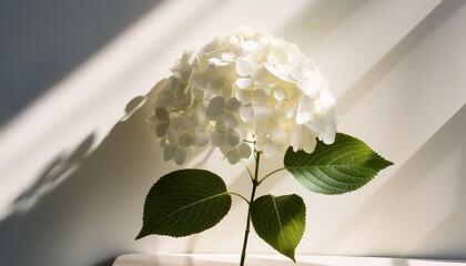 white hydrangea blooms with sunlight shadows on minimalist background sunlight minimalist background