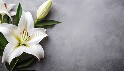 elegant white lilies on textured background with copy space lilies elegant lily flower flowers plant
