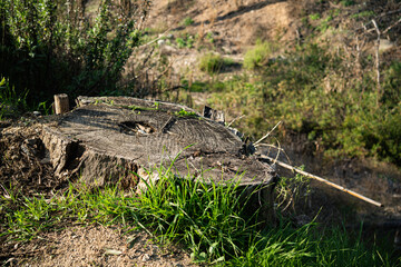 Obraz premium Weathered tree stump with new green grass growing around its base