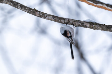 Long-tailed Tit in Hokkaido/ 北海道のシマエナガ 