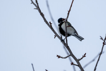 Great tit perched on bare branch in Hokkaido, Japan / A great tit sitting on a tree branch with winter buds against a pale sky, capturing a calm and minimal wildlife scene © warapin