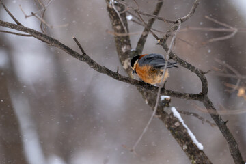 Varied tit perched on bare branch in winter, Hokkaido, Japan / A colorful varied tit sitting on a tree branch with winter buds against a soft pale sky © warapin