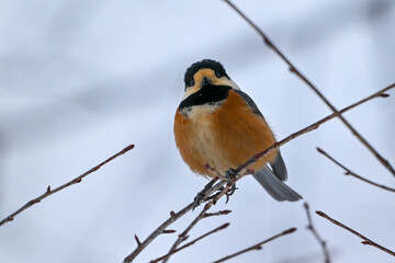 Varied tit perched on bare branch in winter, Hokkaido, Japan / A colorful varied tit sitting on a tree branch with winter buds against a soft pale sky © warapin