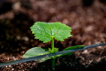 The cucumber plant is a widely-cultivated creeping vine plant in the family Cucurbitaceae that bears cylindrical to spherical fruits, which are used as culinary vegetables. Considered an annual plant,