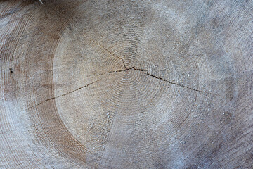 natural tree trunk texture showing annual growth rings with negative space for text