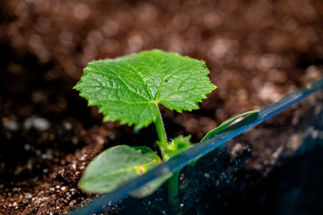 The cucumber plant is a widely-cultivated creeping vine plant in the family Cucurbitaceae that...