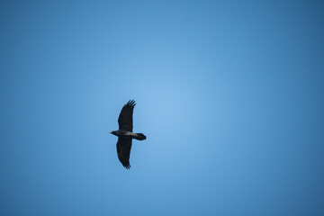 A lone crow soars gracefully against a clear, bright blue sky
