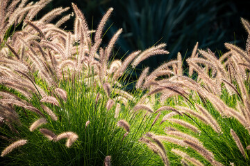 Close-up of feathery ornamental grass plumes catching the golden hour sunlight