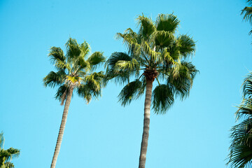 Two tall palm trees reach towards a clear, bright blue sky on a sunny day