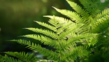 Dryopteris Filix Mas Common Fern Leaves In Florida Nature Closeup