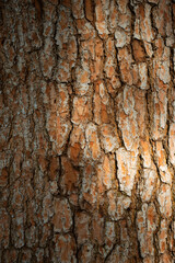 Obraz premium Close-up texture of rough, reddish-brown pine tree bark with deep fissures and light highlights