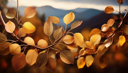 Ornamental Pear Leaves Autumn