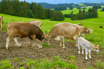 Eine Kuh und ein Jungbulle ringen auf der Weide in der N&auml;he der Ortschaft &ldquo;Seeg im Allg&auml;u&ldquo;. Deutschland, Bayern.