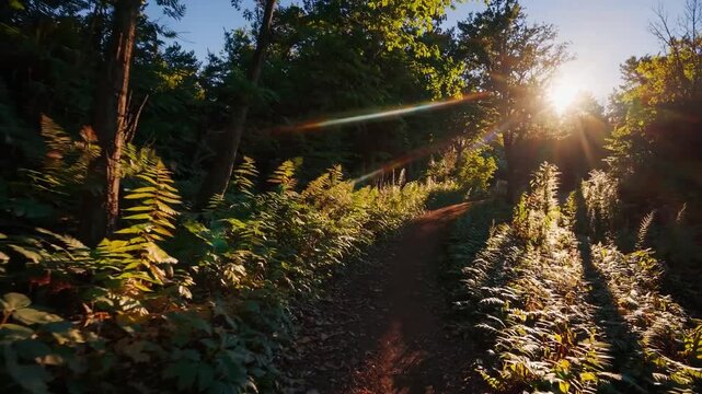 Golden sunlight streams through the trees, casting a warm glow on the winding dirt path surrounded by lush green foliage. Ferns sway gently beside the trail, creating a serene fore