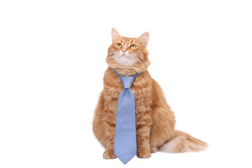 Ginger cat wearing blue necktie, isolated on transparent background. Funny business mascot for corporate design, marketing, presentations, branding, startups and digital projects. PNG cutout
