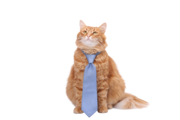Ginger cat wearing blue necktie, isolated on transparent background. Funny business mascot for corporate design, marketing, presentations, branding, startups and digital projects. PNG cutout
