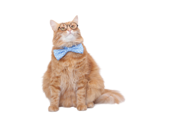 Ginger cat wearing glasses and blue bow tie, isolated on transparent background. Funny smart pet for business, education, marketing, presentations, stickers and digital design. PNG cutout.