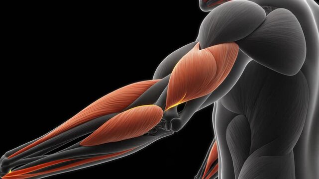 Medical Visualization of Human Arm Supinator Muscles