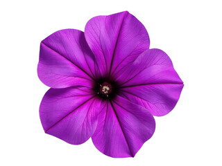 Naklejka premium Close-up photo of a purple flower on a white background, ideal for use in presentations, advertising, or as a decorative element