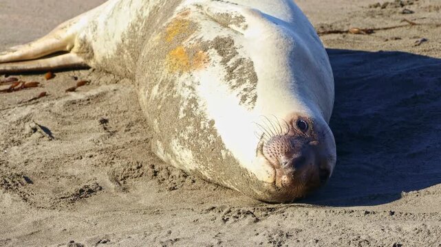 A female northern elephant seal with a smooth coat and large dark eyes resting peacefully on the sandy shore at Elephant Seal Vista Point