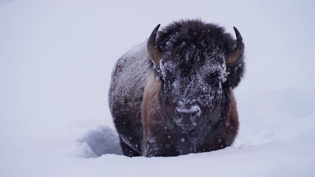 Bison in deep snow while snowing slow motion 