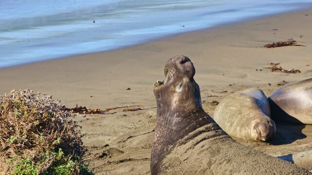A massive alpha male northern elephant seal bull with a prominent proboscis and scarred chest standing guard over his harem at Elephant Seal Vista Point