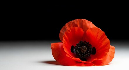 A single vibrant red poppy flower with a dark center resting on a light surface against a dark background
