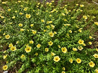 damiana flower in the morning
