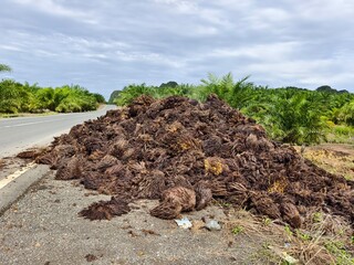 Oil Palm waste (jangkos) in Kalimantan plantations is turned into organic fertilizer