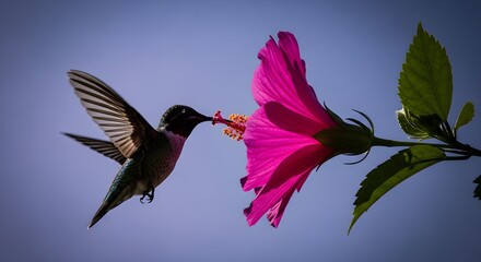 Obraz premium A Hummingbird Nectar on a Vibrant Pink Hibiscus Flower Against Blue Sky