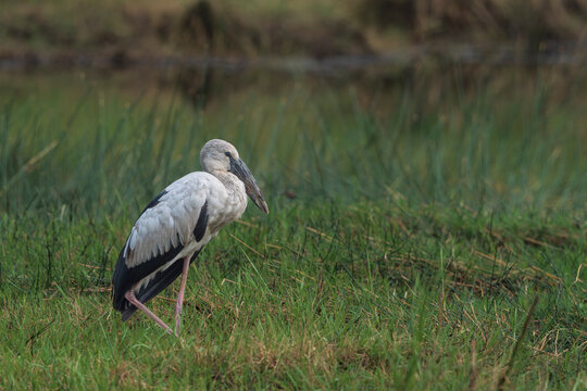 Asian openbill (Anastomus oscitans)